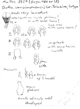 Vorschaubild Ocotea sansimonensis Coe-Teix.